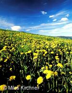 Folklorní soubor Šafrán